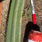 #EC173 EXACT Trichocereus Variety of Long Cuttings