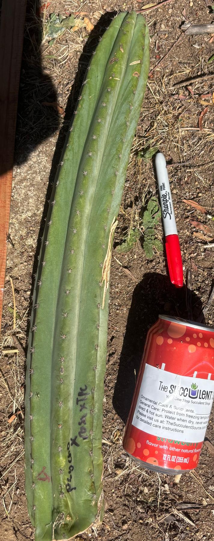 #EC173 EXACT Trichocereus Variety of Long Cuttings