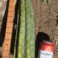 #EC173 EXACT Trichocereus Variety of Long Cuttings