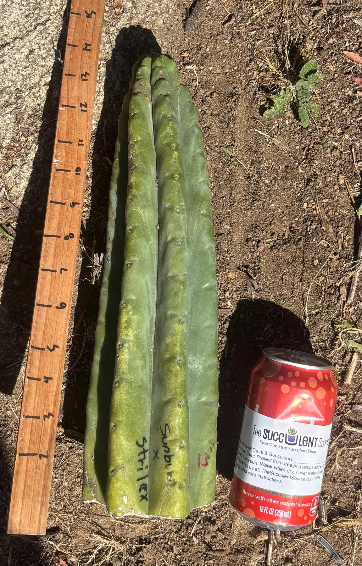 #EC173 EXACT Trichocereus Variety of Long Cuttings