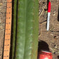 #EC173 EXACT Trichocereus Variety of Long Cuttings