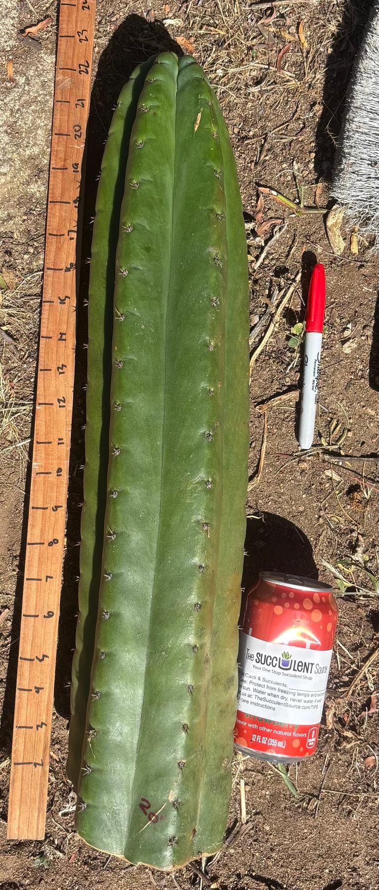 #EC173 EXACT Trichocereus Variety of Long Cuttings
