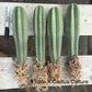 #EC185 Trichocereus Hybrid BARGAIN SPECIAL (1 unit) Cactus Bare Root Specimens