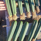 #EC185 Trichocereus Hybrid BARGAIN SPECIAL (1 unit) Cactus Bare Root Specimens