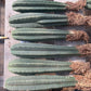#EC185 Trichocereus Hybrid BARGAIN SPECIAL (1 unit) Cactus Bare Root Specimens