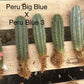 #EC185 Trichocereus Hybrid BARGAIN SPECIAL (1 unit) Cactus Bare Root Specimens