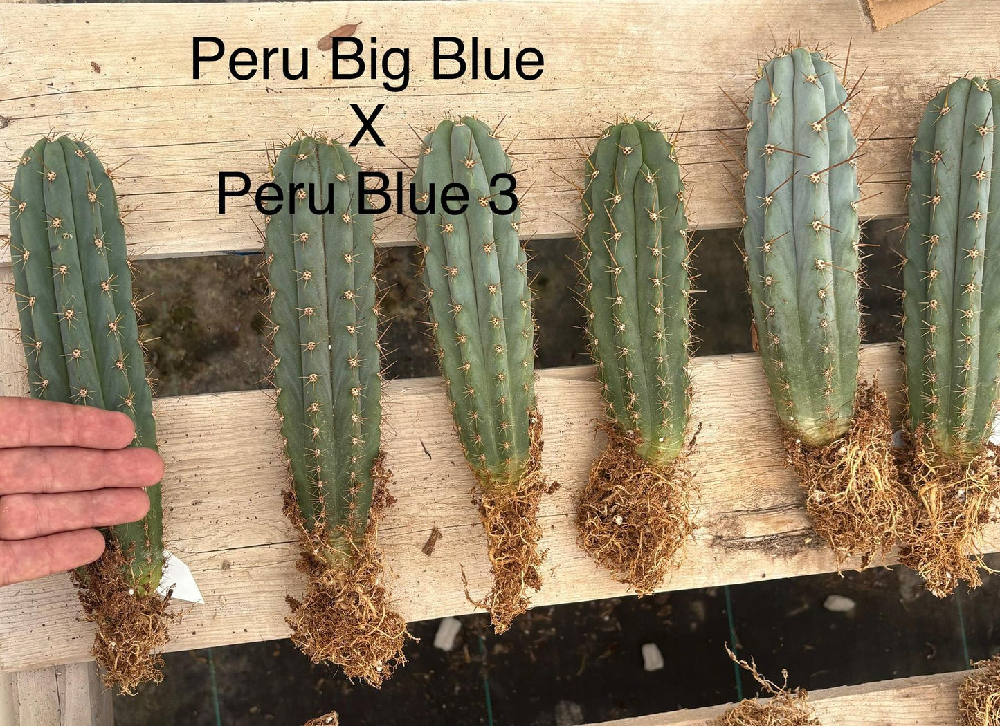 #EC185 Trichocereus Hybrid BARGAIN SPECIAL (1 unit) Cactus Bare Root Specimens