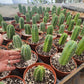#EC185 Trichocereus Hybrid BARGAIN SPECIAL (1 unit) Cactus Bare Root Specimens