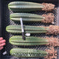 #EC185 Trichocereus Hybrid BARGAIN SPECIAL (1 unit) Cactus Bare Root Specimens