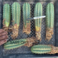 #EC185 Trichocereus Hybrid BARGAIN SPECIAL (1 unit) Cactus Bare Root Specimens