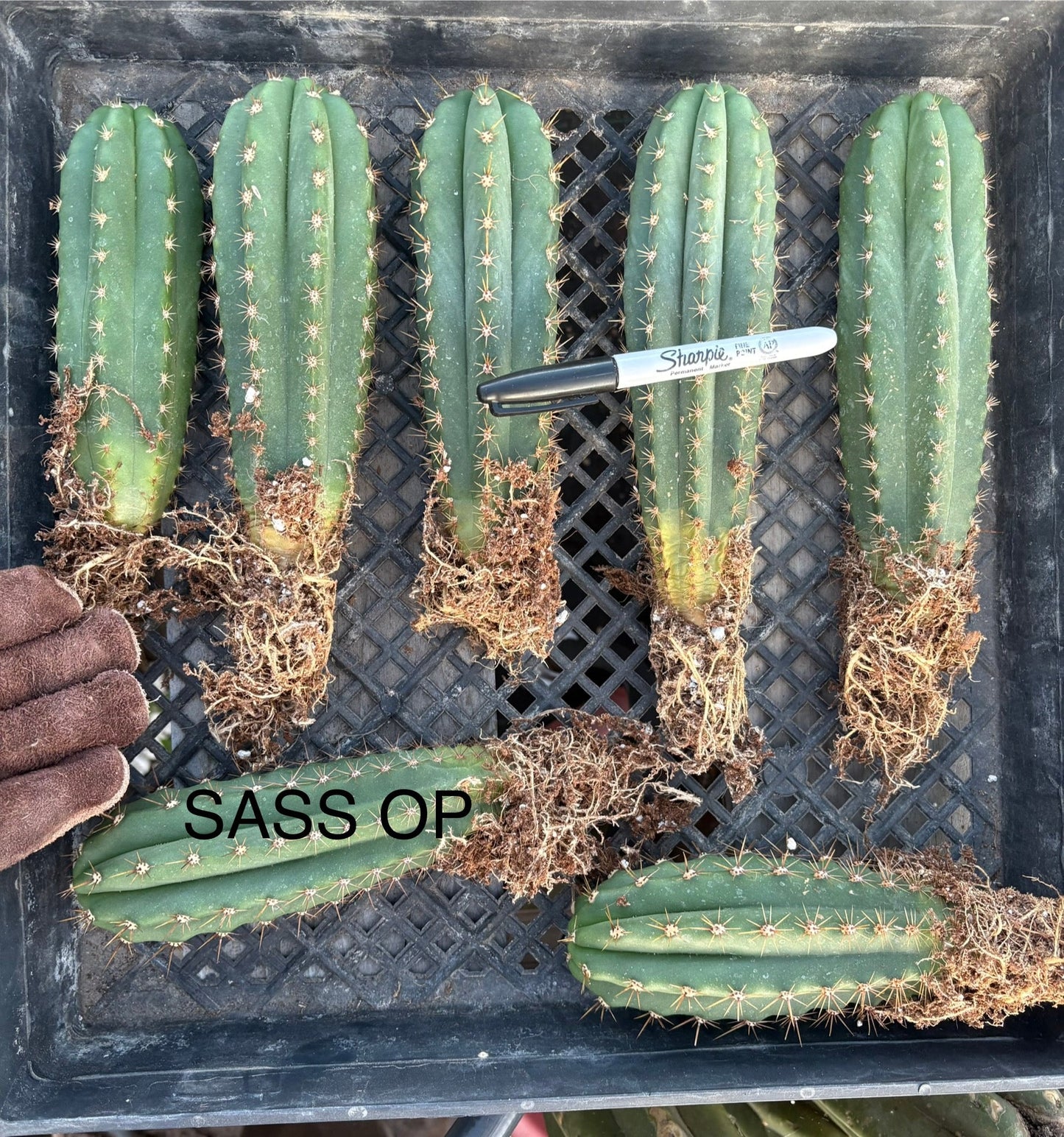 #EC185 Trichocereus Hybrid BARGAIN SPECIAL (1 unit) Cactus Bare Root Specimens