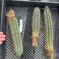 #EC185 Trichocereus Hybrid BARGAIN SPECIAL (1 unit) Cactus Bare Root Specimens