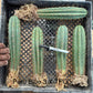 #EC185 Trichocereus Hybrid BARGAIN SPECIAL (1 unit) Cactus Bare Root Specimens