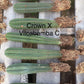 #EC185 Trichocereus Hybrid BARGAIN SPECIAL (1 unit) Cactus Bare Root Specimens
