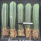 #EC185 Trichocereus Hybrid BARGAIN SPECIAL (1 unit) Cactus Bare Root Specimens