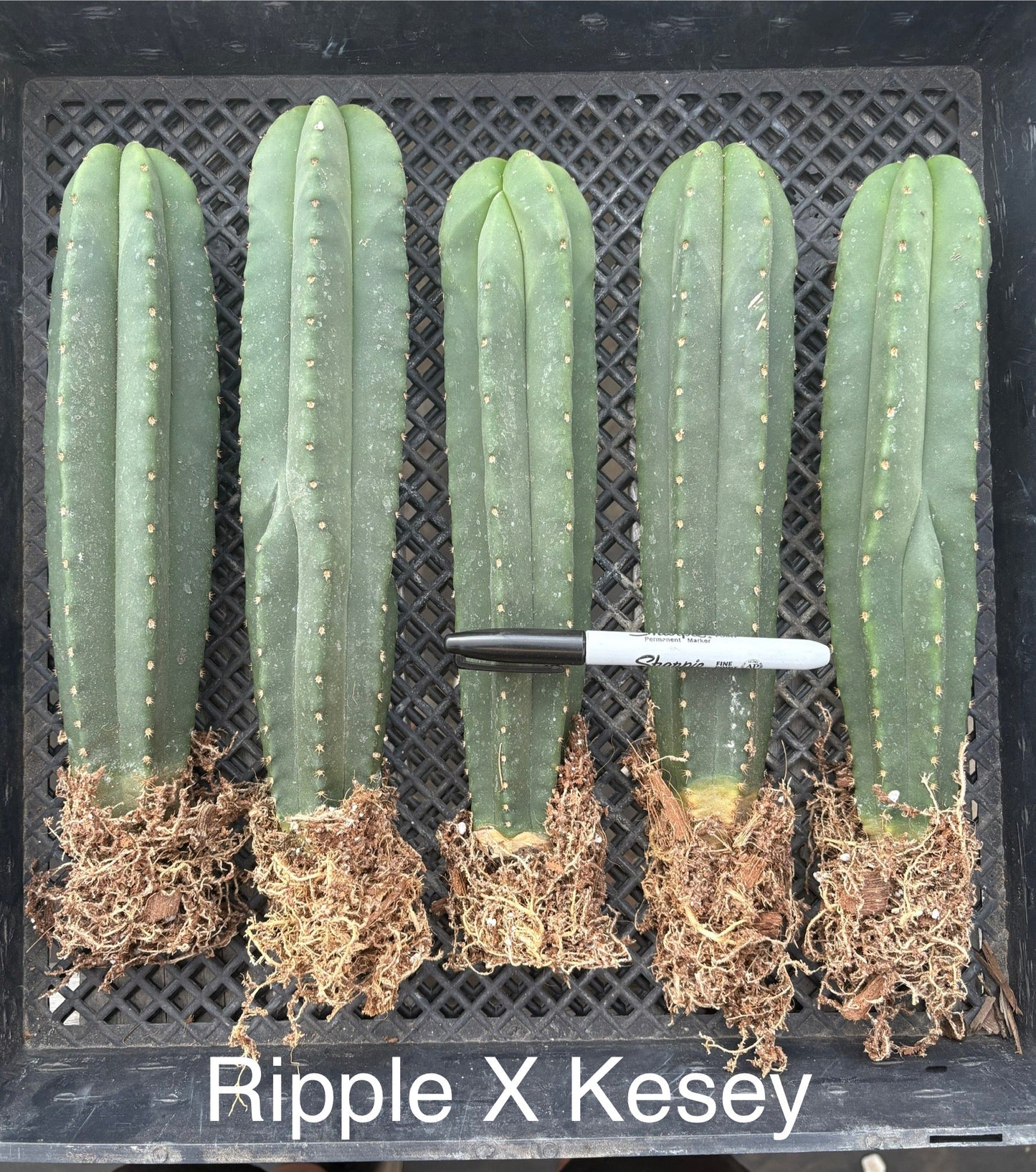 #EC185 Trichocereus Hybrid BARGAIN SPECIAL (1 unit) Cactus Bare Root Specimens