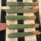#EC185 Trichocereus Hybrid BARGAIN SPECIAL (1 unit) Cactus Bare Root Specimens