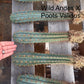 #EC185 Trichocereus Hybrid BARGAIN SPECIAL (1 unit) Cactus Bare Root Specimens