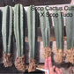#EC185 Trichocereus Hybrid BARGAIN SPECIAL (1 unit) Cactus Bare Root Specimens