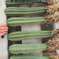 #EC185 Trichocereus Hybrid BARGAIN SPECIAL (1 unit) Cactus Bare Root Specimens