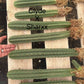 #EC185 Trichocereus Hybrid BARGAIN SPECIAL (1 unit) Cactus Bare Root Specimens