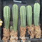 #EC185 Trichocereus Hybrid BARGAIN SPECIAL (1 unit) Cactus Bare Root Specimens