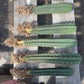 #EC185 Trichocereus Hybrid BARGAIN SPECIAL (1 unit) Cactus Bare Root Specimens