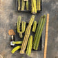 #EC188 EXACT Trichocereus TLC Bargain MIXED Cactus Cutting Lot