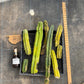 #EC188 EXACT Trichocereus TLC Bargain MIXED Cactus Cutting Lot