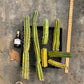 #EC188 EXACT Trichocereus TLC Bargain MIXED Cactus Cutting Lot