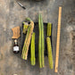 #EC188 EXACT Trichocereus TLC Bargain MIXED Cactus Cutting Lot