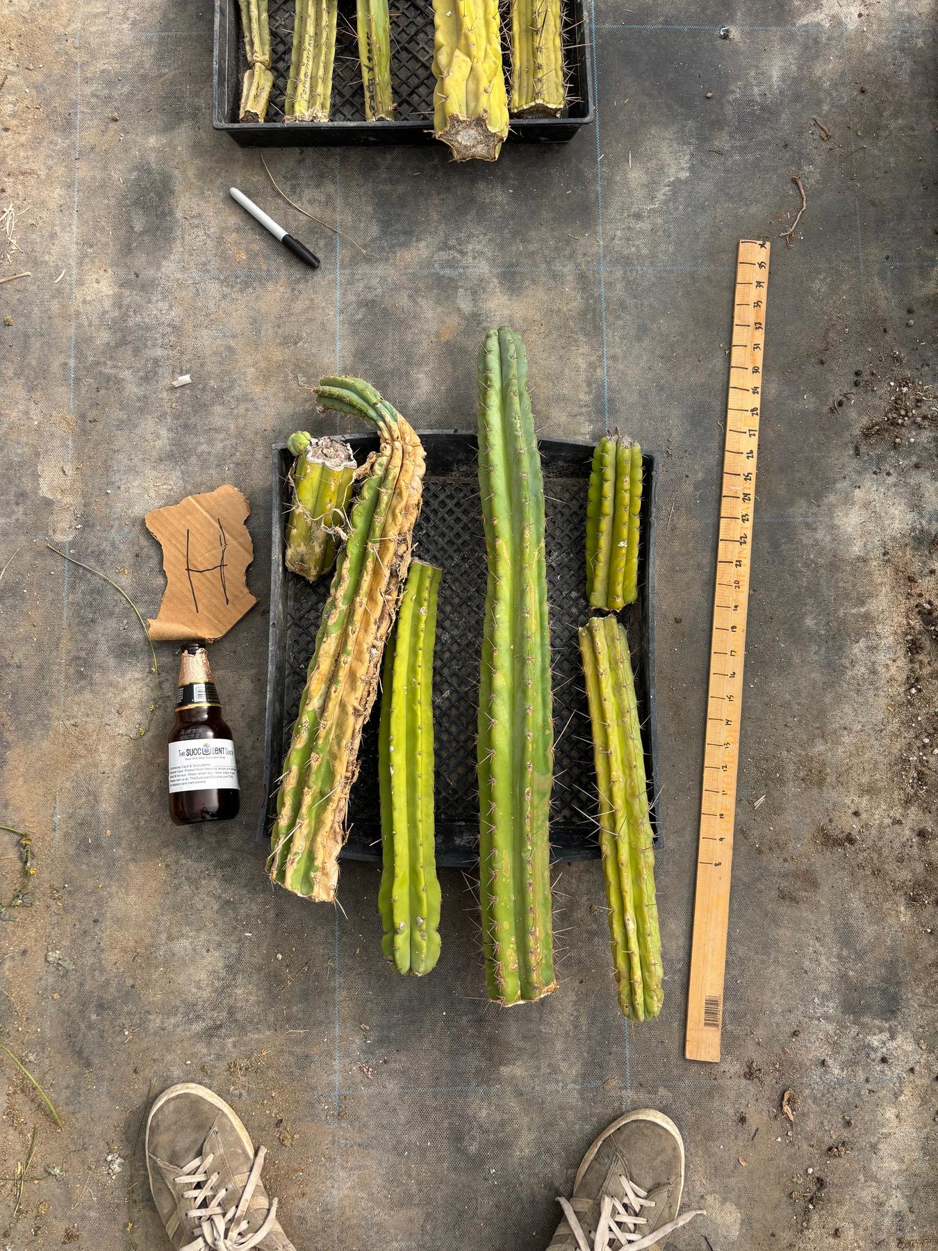 #EC188 EXACT Trichocereus TLC Bargain MIXED Cactus Cutting Lot