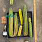 #EC188 EXACT Trichocereus TLC Bargain MIXED Cactus Cutting Lot