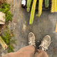 #EC188 EXACT Trichocereus TLC Bargain MIXED Cactus Cutting Lot
