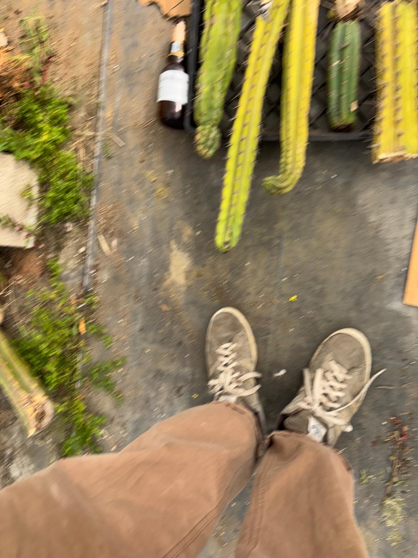 #EC188 EXACT Trichocereus TLC Bargain MIXED Cactus Cutting Lot