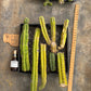 #EC188 EXACT Trichocereus TLC Bargain MIXED Cactus Cutting Lot
