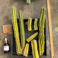 #EC188 EXACT Trichocereus TLC Bargain MIXED Cactus Cutting Lot