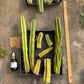 #EC188 EXACT Trichocereus TLC Bargain MIXED Cactus Cutting Lot