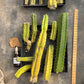 #EC188 EXACT Trichocereus TLC Bargain MIXED Cactus Cutting Lot