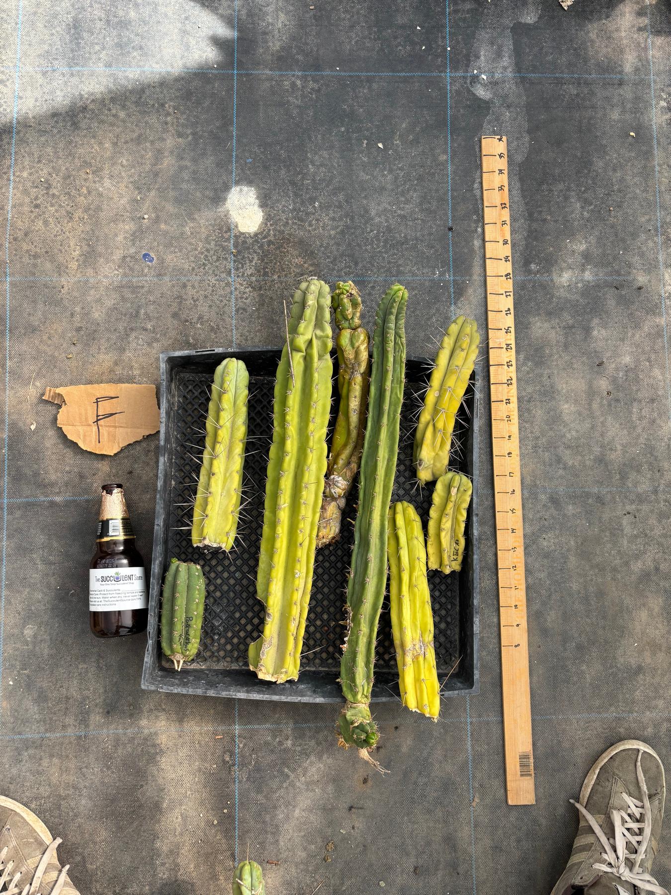 #EC188 EXACT Trichocereus TLC Bargain MIXED Cactus Cutting Lot