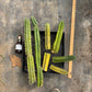 #EC188 EXACT Trichocereus TLC Bargain MIXED Cactus Cutting Lot