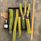 #EC188 EXACT Trichocereus TLC Bargain MIXED Cactus Cutting Lot