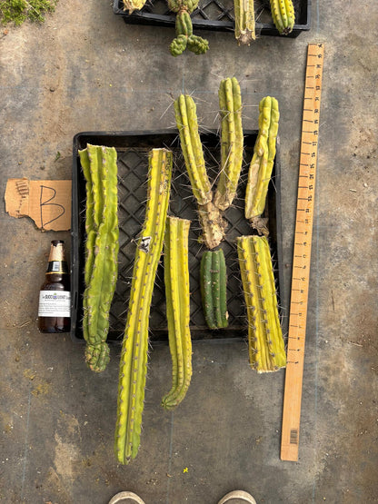 #EC188 EXACT Trichocereus TLC Bargain MIXED Cactus Cutting Lot