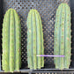 #EC196 EXACT trichocereus Peruvianus "Rancho" Ornamental Cactus Cuttings and Potted
