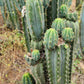 #EC196 EXACT trichocereus Peruvianus "Rancho" Ornamental Cactus Cuttings and Potted
