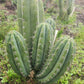 #EC196 EXACT trichocereus Peruvianus "Rancho" Ornamental Cactus Cuttings and Potted