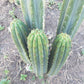 #EC196 EXACT trichocereus Peruvianus "Rancho" Ornamental Cactus Cuttings and Potted