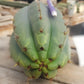 #EC196 EXACT trichocereus Peruvianus "Rancho" Ornamental Cactus Cuttings and Potted