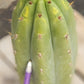 #EC196 EXACT trichocereus Peruvianus "Rancho" Ornamental Cactus Cuttings and Potted
