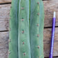 #EC196 EXACT trichocereus Peruvianus "Rancho" Ornamental Cactus Cuttings and Potted